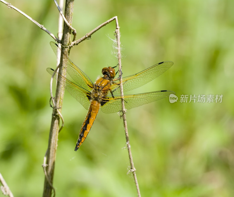 蓝色追逐者(Libellula fulva)雌性